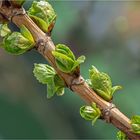 Die Knospen springen auf....