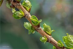 Die Knospen springen auf....