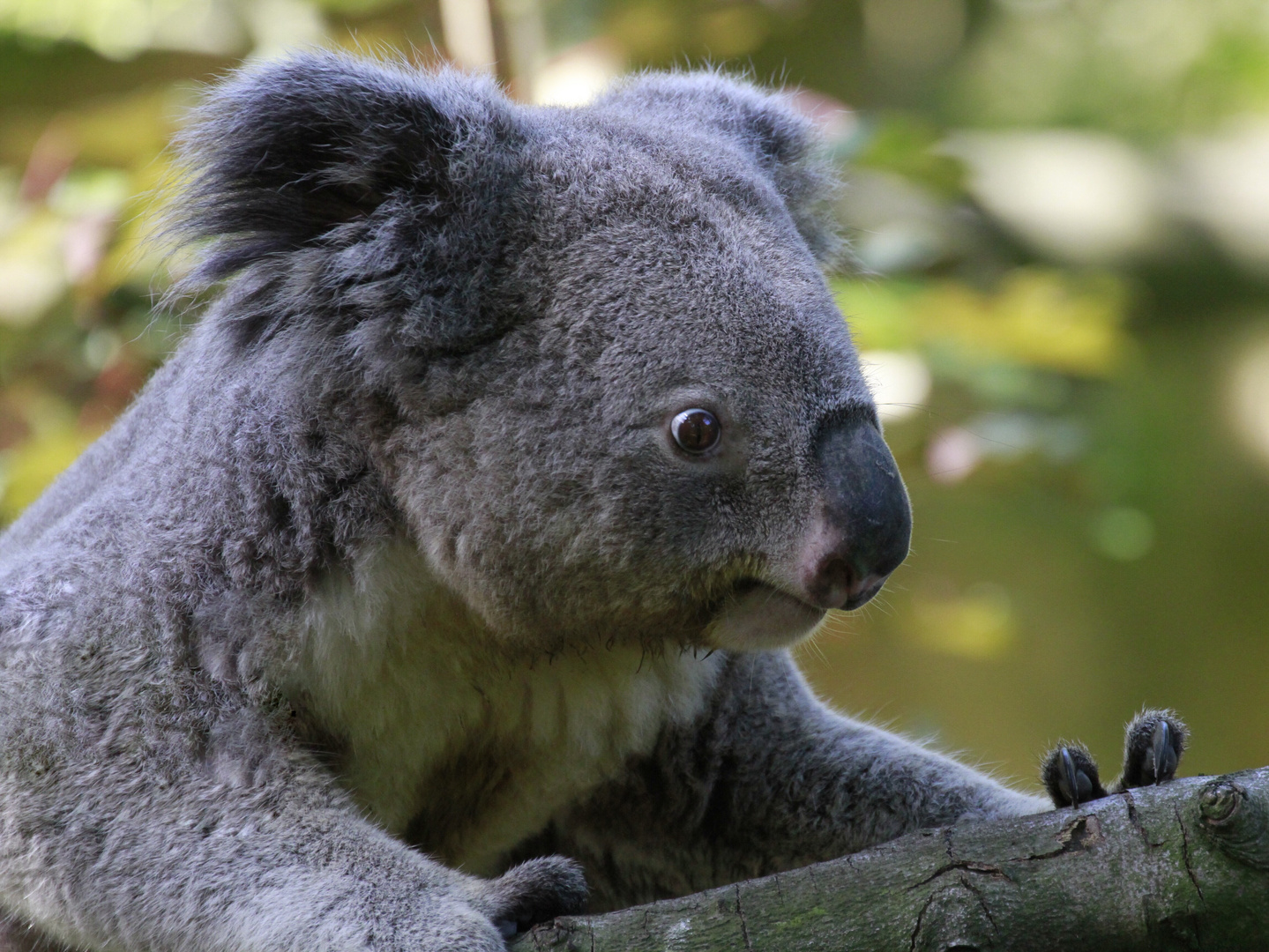 Die Koalas freuten sich