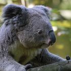 Die Koalas freuten sich