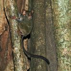 Die Kobolde vom Tangkoko