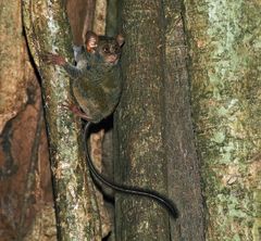 Die Kobolde vom Tangkoko