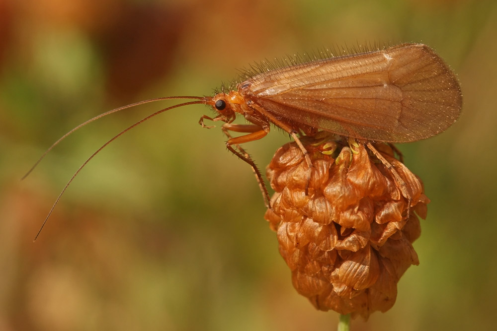 Die Köcherfliege