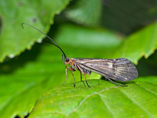 Die Köcherfliege (Trichoptera) und ihre Köcher ...