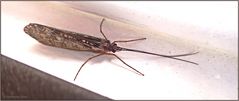 Die Köcherfliegen sind wieder unterwegs