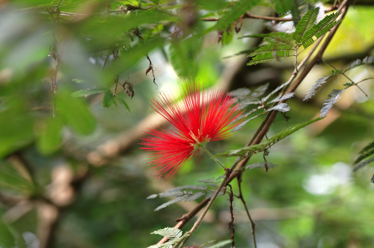 Die Kölner Flora im April 2013 (2)