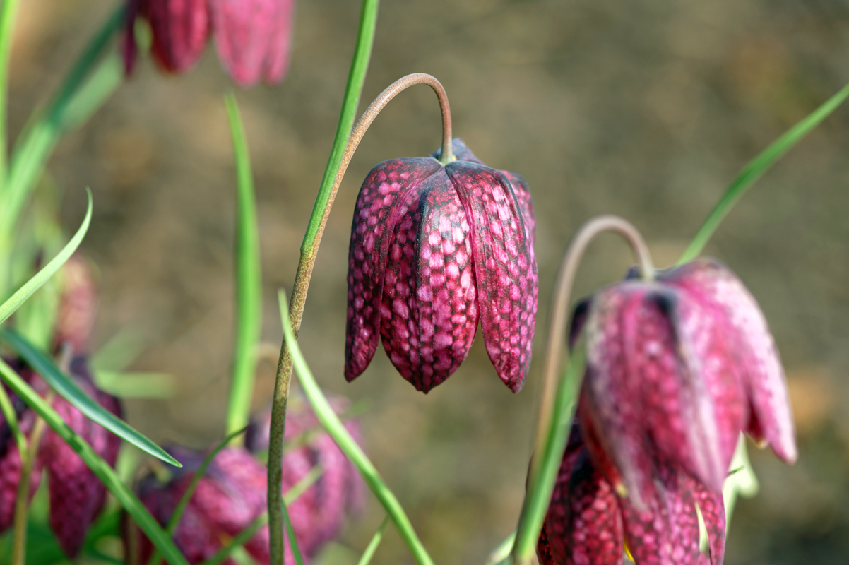 Die Kölner Flora im April 2013 (4)