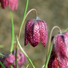 Die Kölner Flora im April 2013 (4)