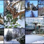 Die Kölner Flora im Winter