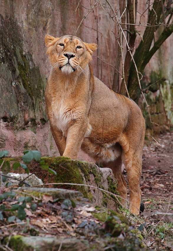 Die Königen der Löwen