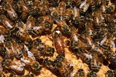 Die Königen und die Bienen 3