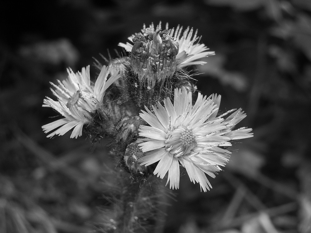 Die Königin aller Blumen