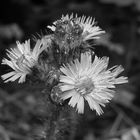 Die Königin aller Blumen