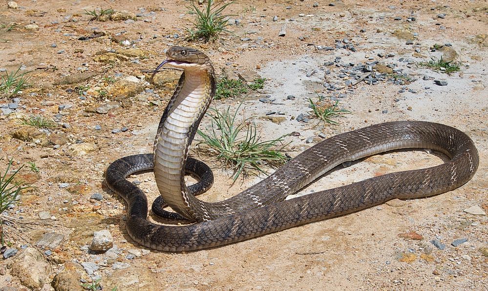 Die Königin aller Giftschlangen Foto & Bild natur, tiere, thailand Bilder auf