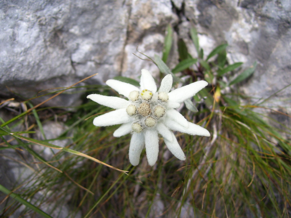 Die Königin der Berge