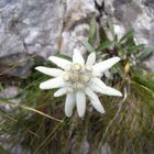 Die Königin der Berge