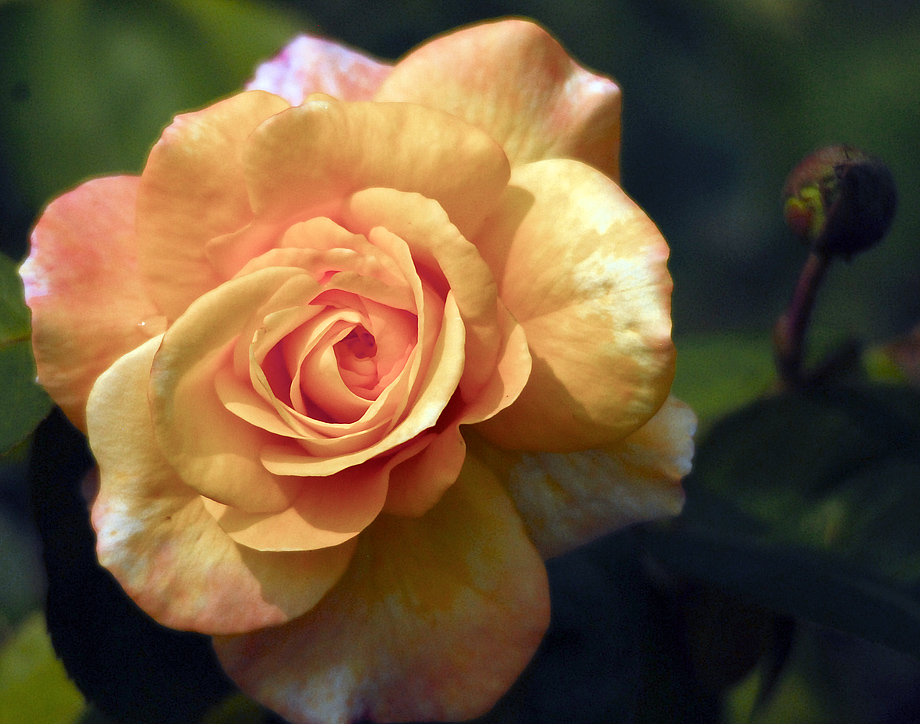 Die Königin der Blumen