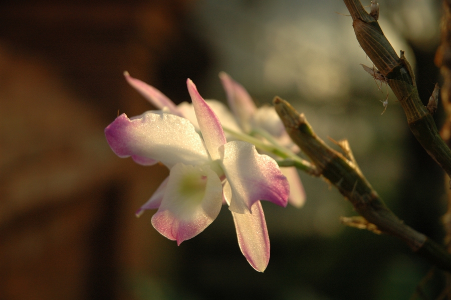 Die Königin der Blumen