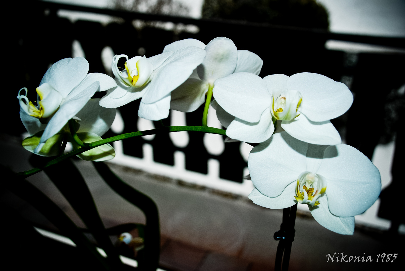 Die Königin der Blumen