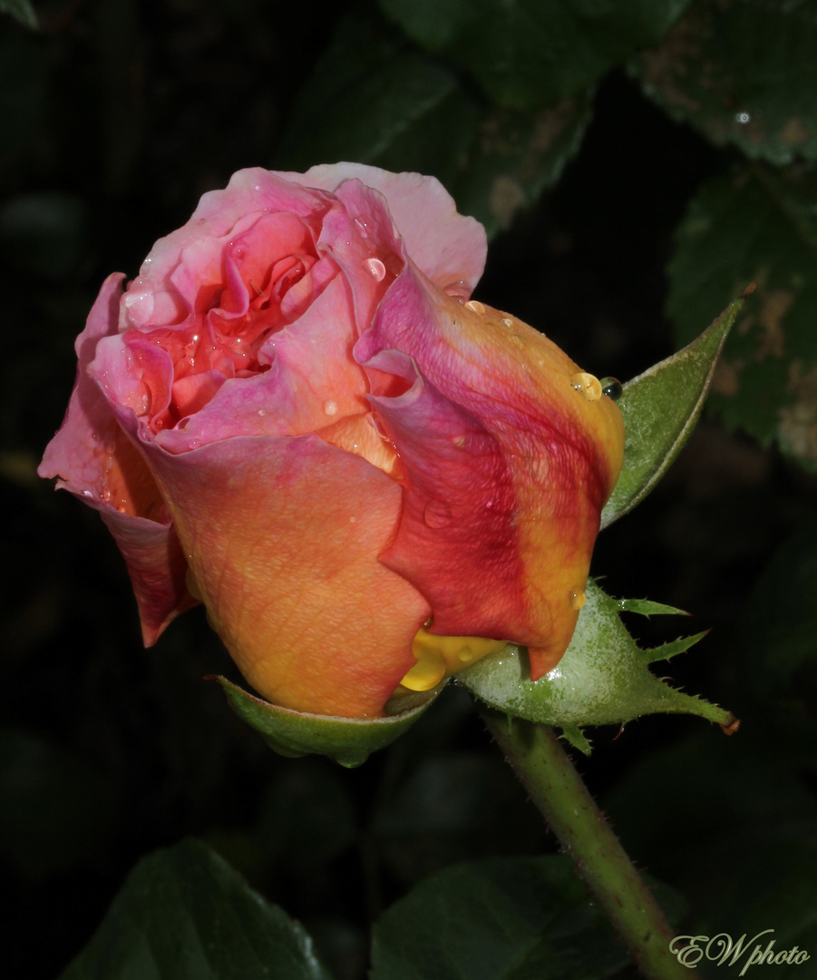 die "Königin der Blumen"...