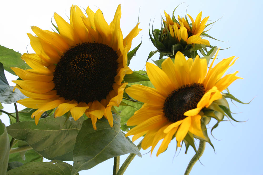 Die Königin der Blumen