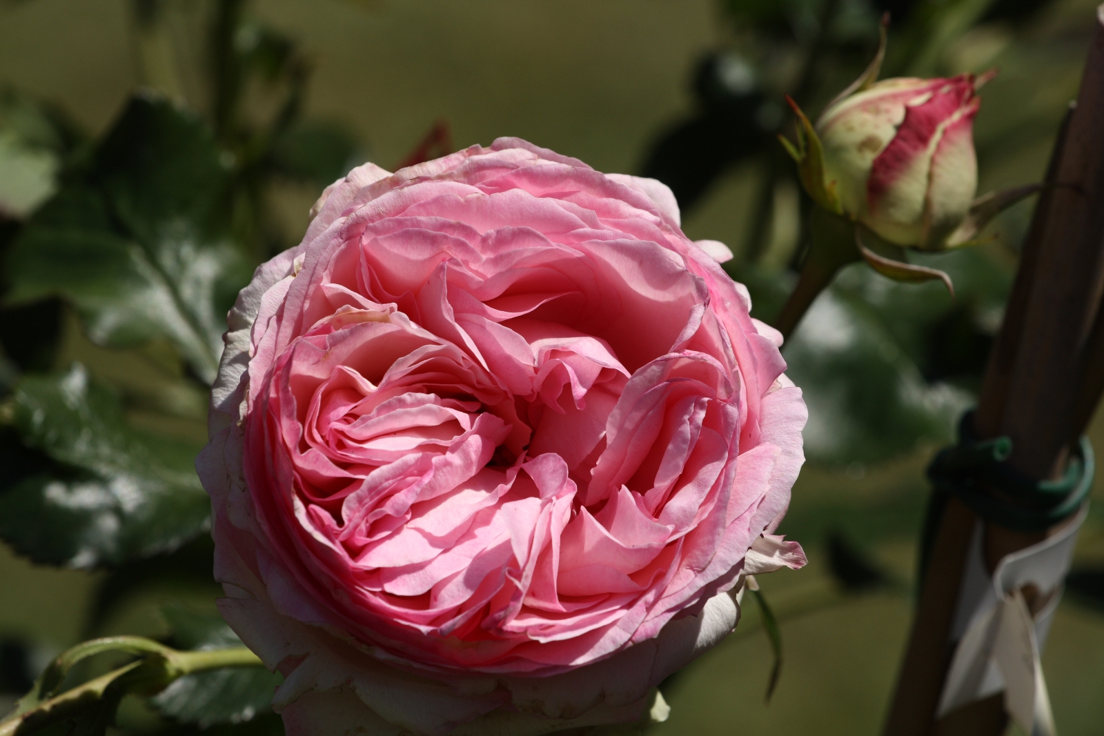 Die Königin der Blumen - die Rose