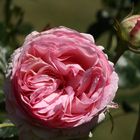 Die Königin der Blumen - die Rose