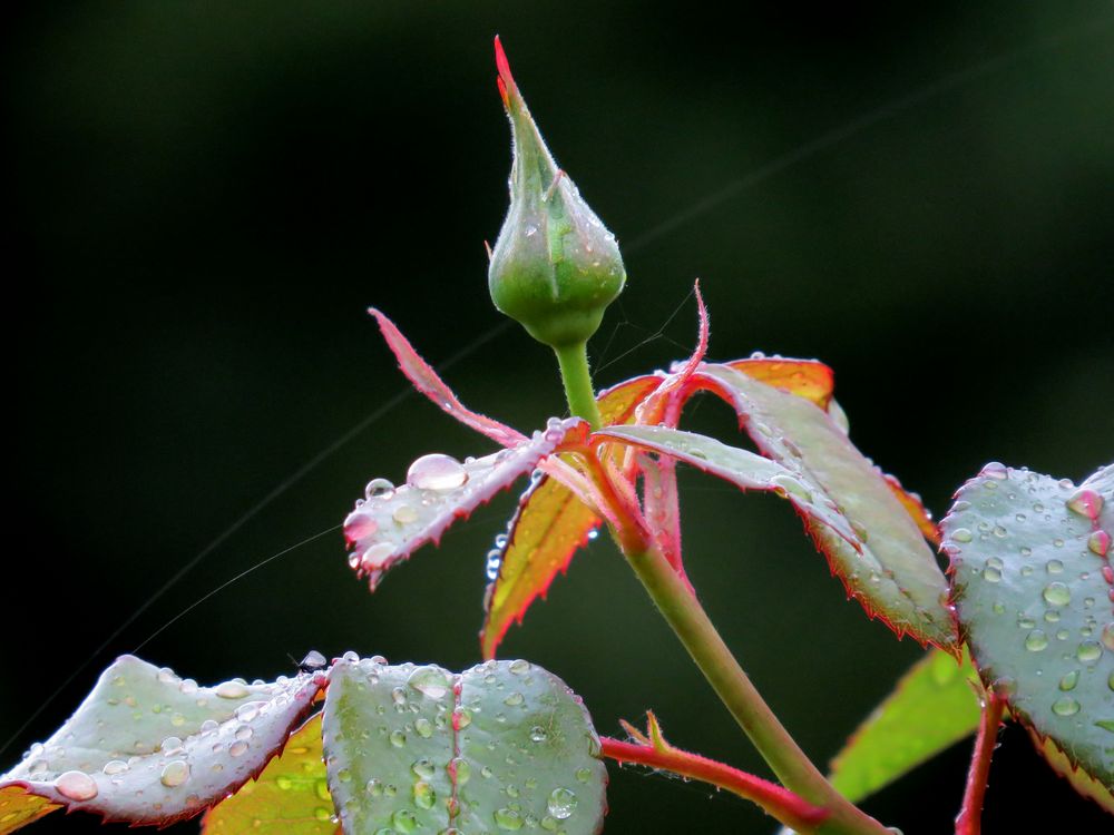 Die Königin der Blumen erwacht