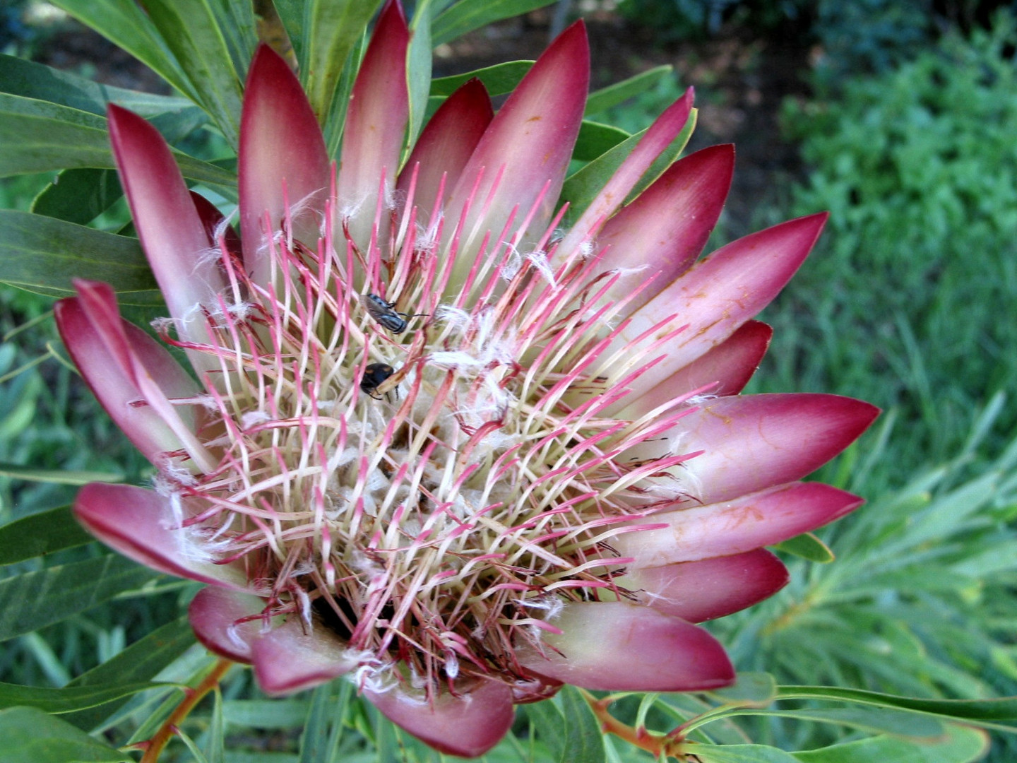 die königin der blumen in süd afrika