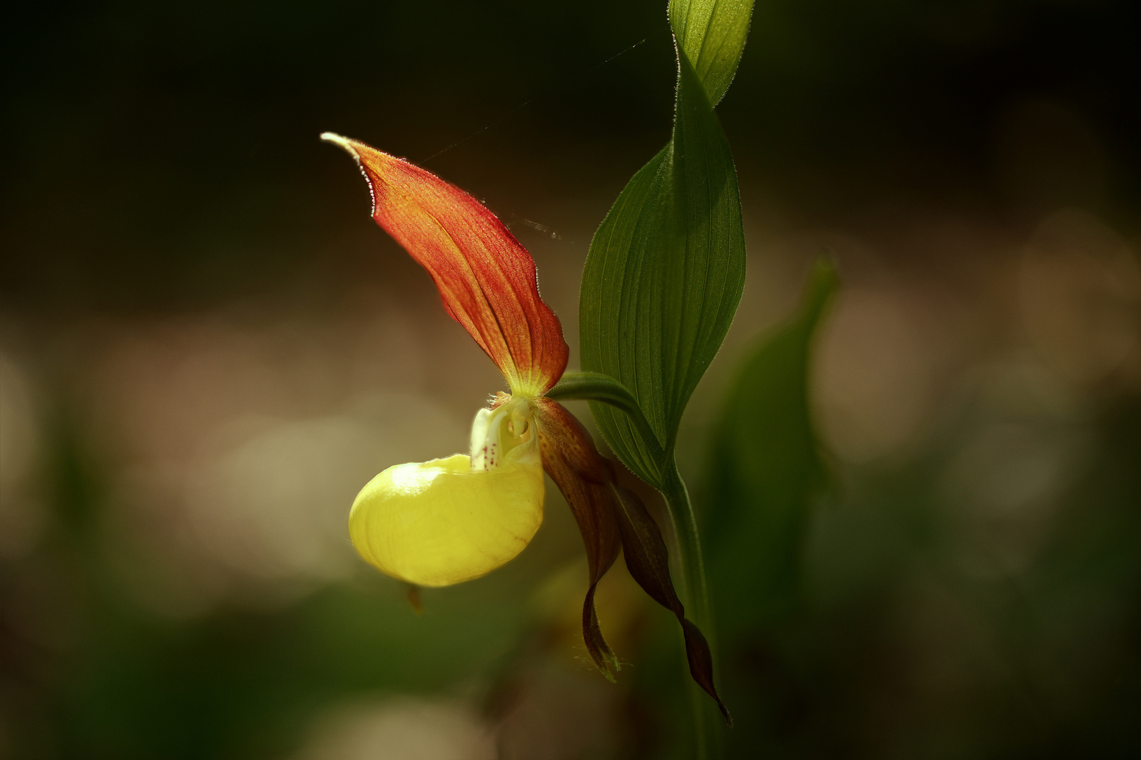 die Königin der heimischen Orchideen: der Frauenschuh (2)