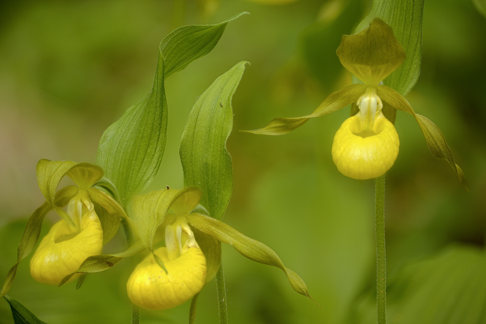 die Königin der heimischen Orchideen: der Frauenschuh (5) 