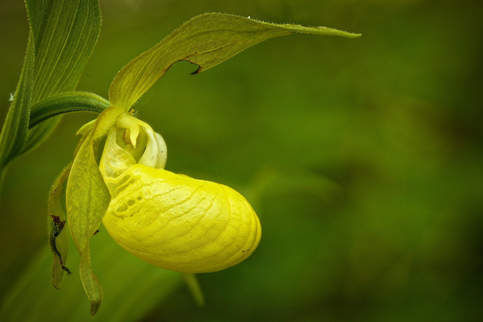 die Königin der heimischen Orchideen: der Frauenschuh