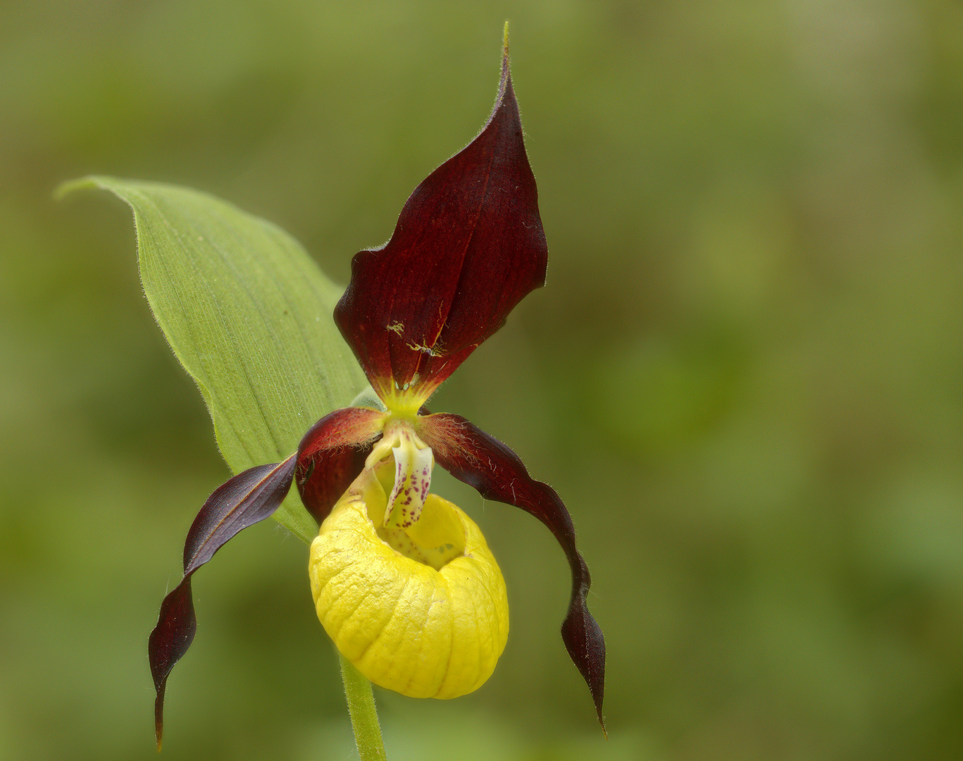 die Königin der heimischen Orchideen: der Frauenschuh (6) 