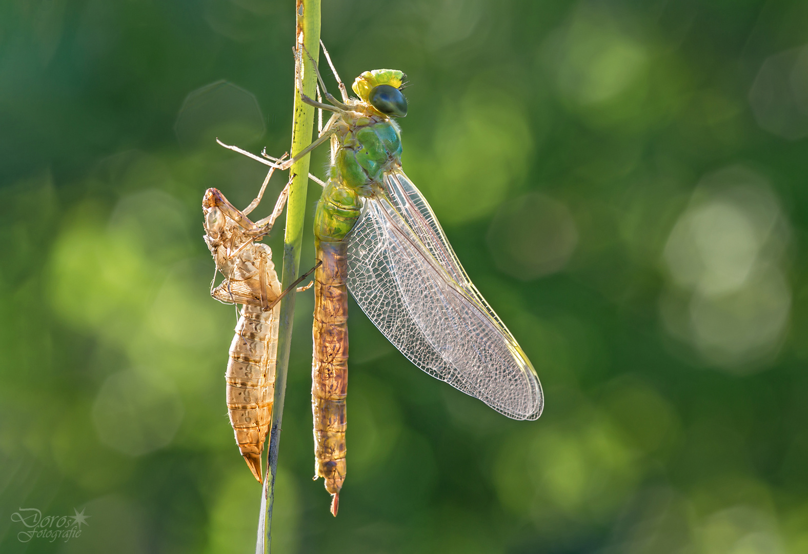 die Königin der Libellen