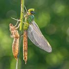 die Königin der Libellen