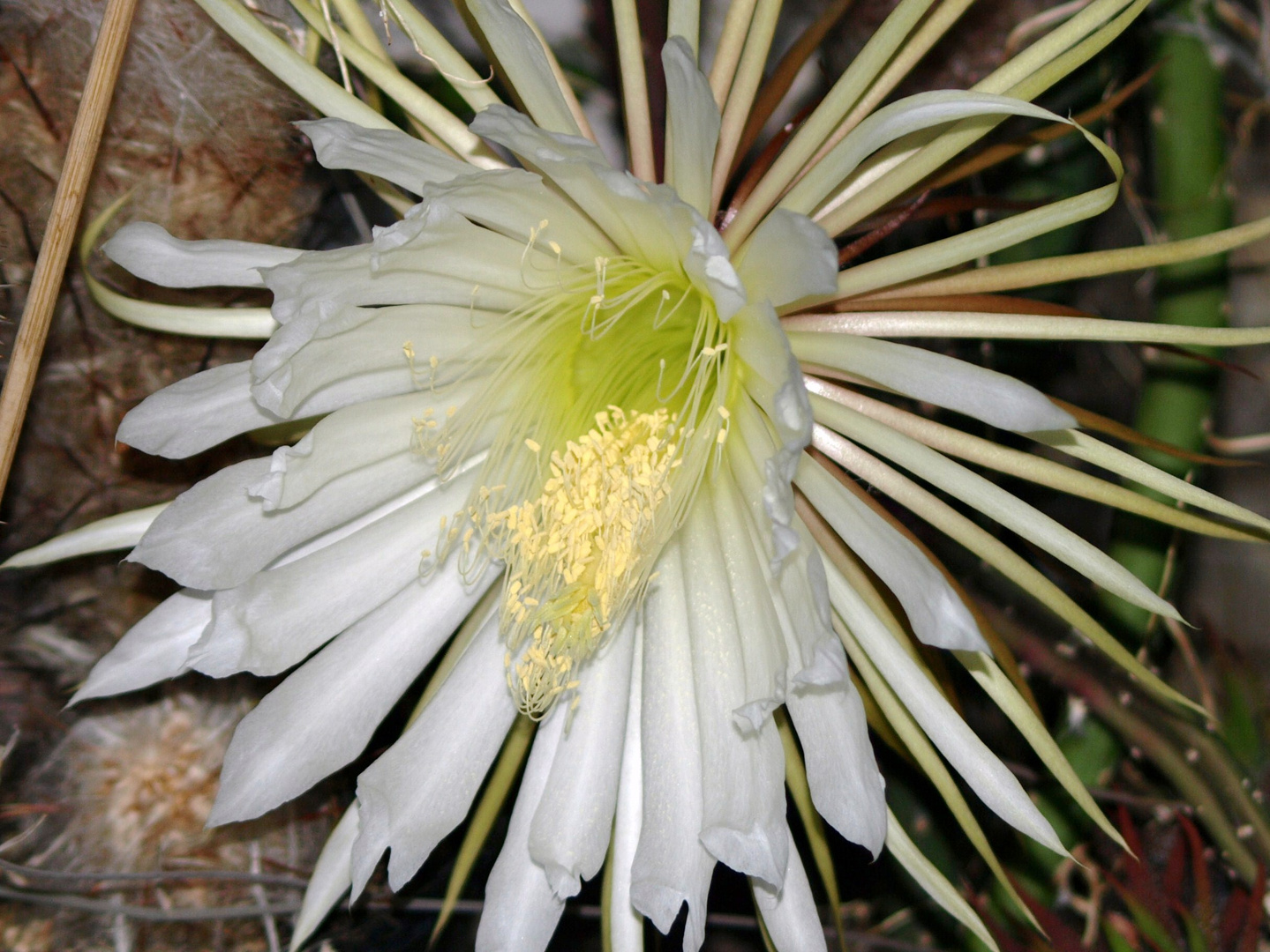 Die Königin der Nacht Foto & Bild naturkreativ, natur Bilder auf