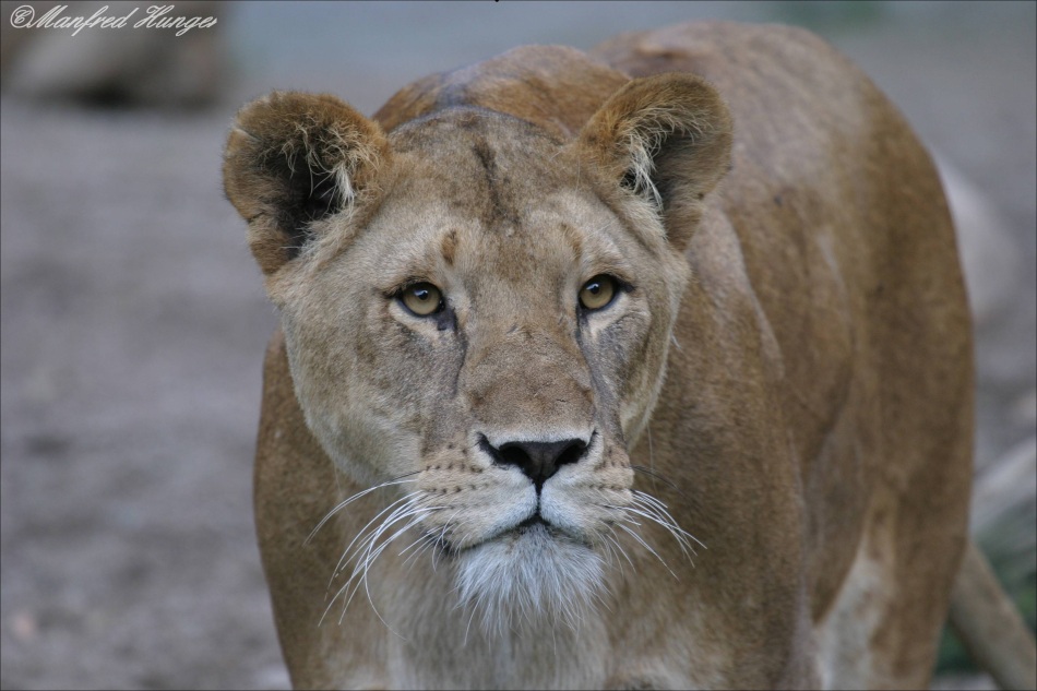 Die Königin der Tiere