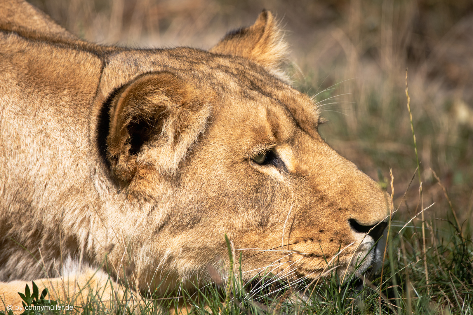 Die Königin der Tiere