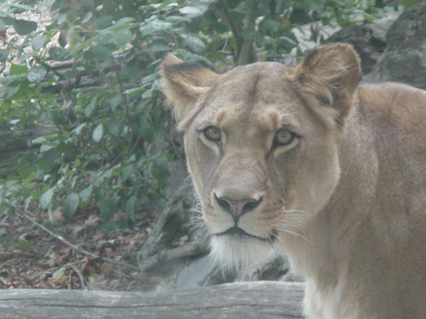 Die Königin der Tiere