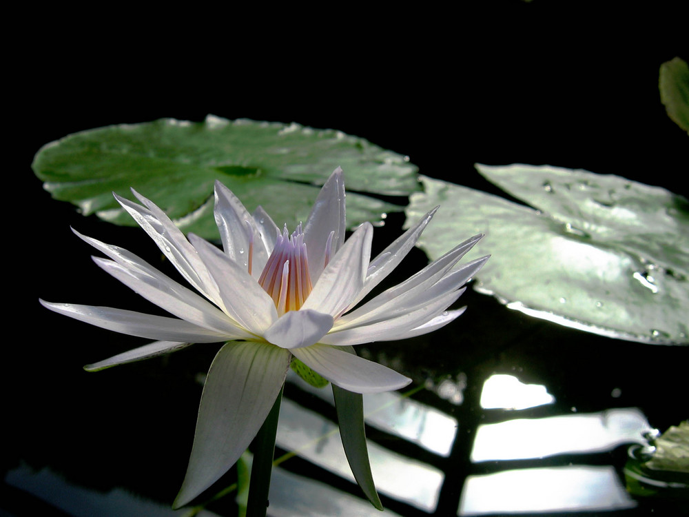 Die Königin der Wasserlilien