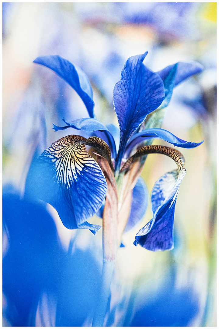 die königin des blau