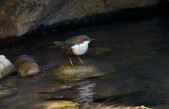 DIE KÖNIGIN DES GEBIRGSBACHS