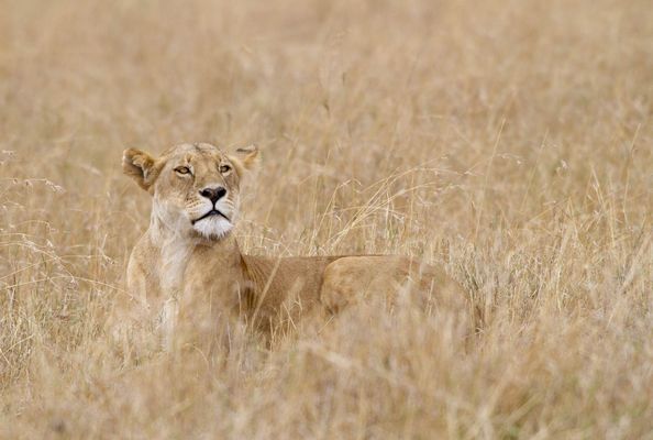 Die Königin hält Mittagsrast