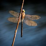 Die Königin im Abendlicht