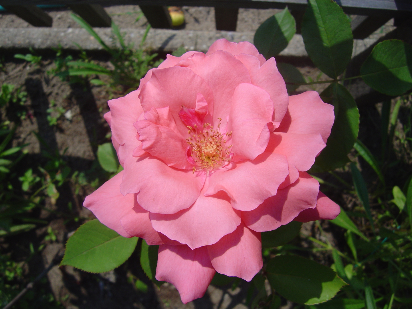 Die Königin (Rose)