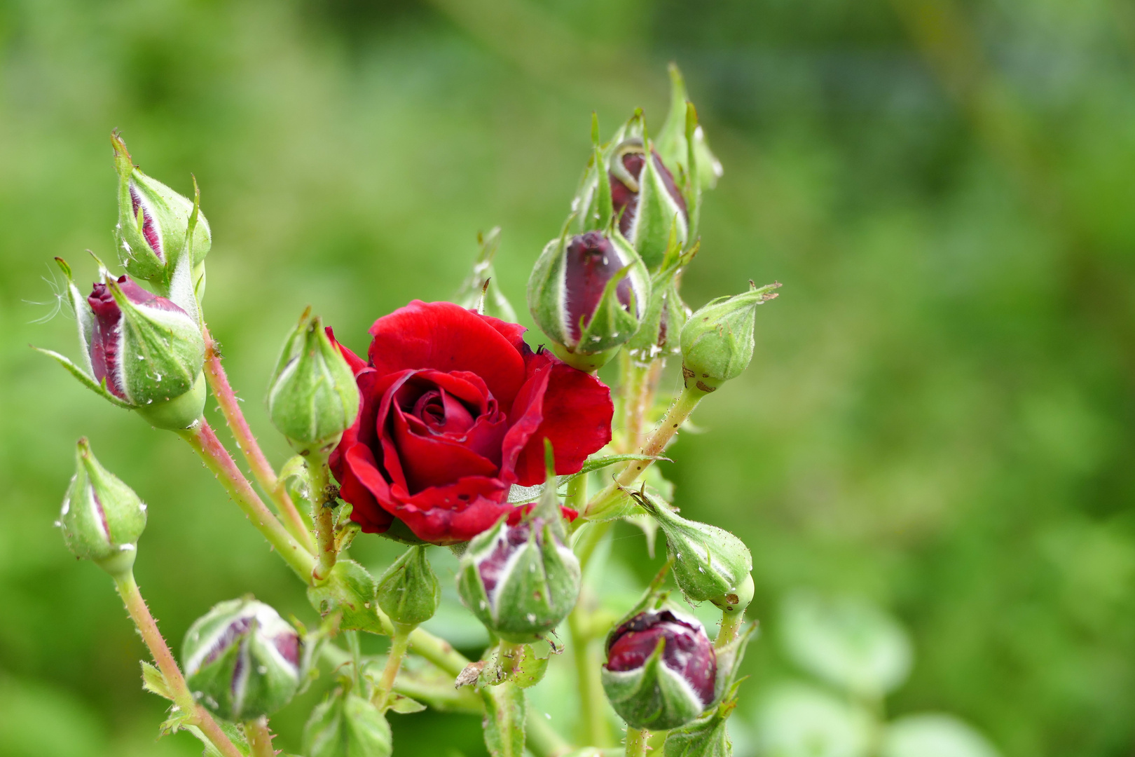 die Königin unter den Blumen