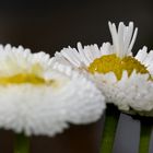 "DIE KÖNIGiN UNTER DEN GÄNSEBLÜMCHEN"