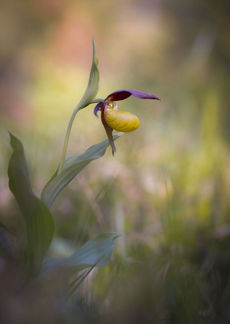 Die Königin unter den Orchideen