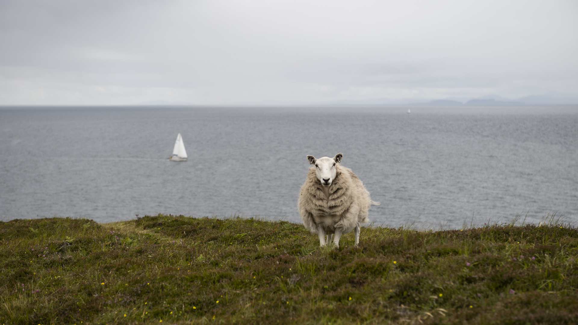 Die Königin von Schottland