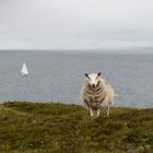 Die Königin von Schottland